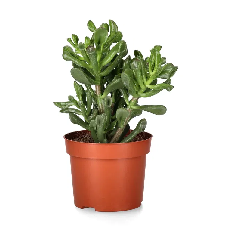 Crassula Trompet Suckulent Växt
