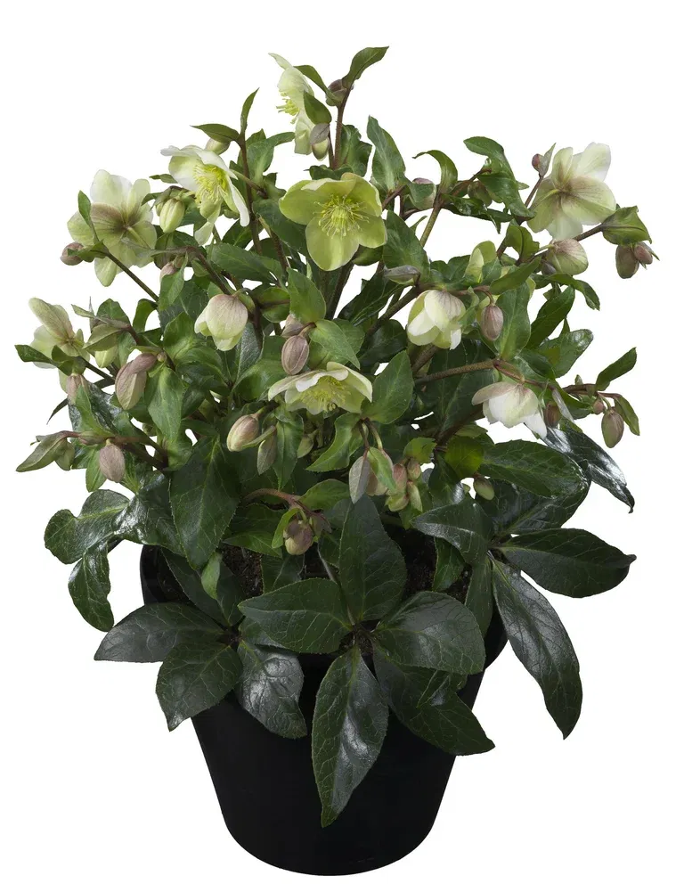 Julros 'Diamond Fire'