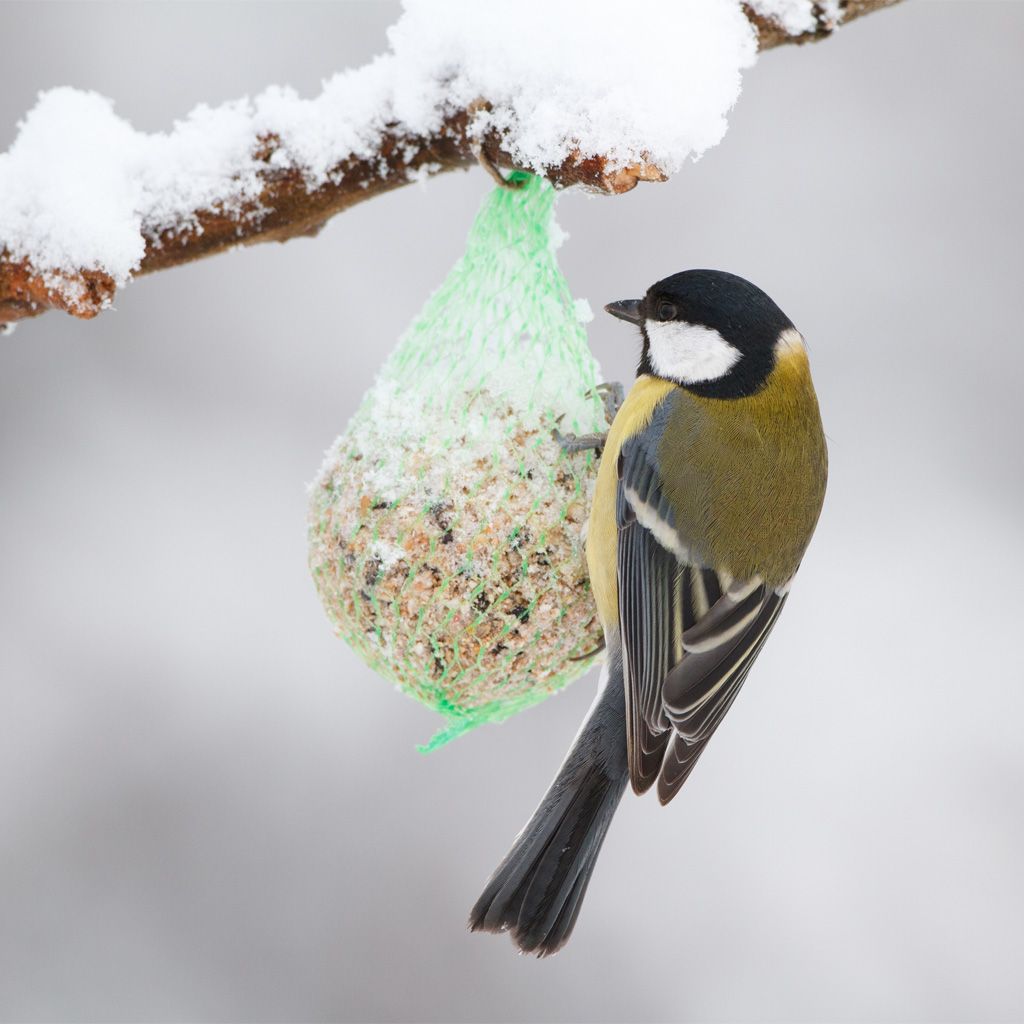 Image of Allt för småfåglarna