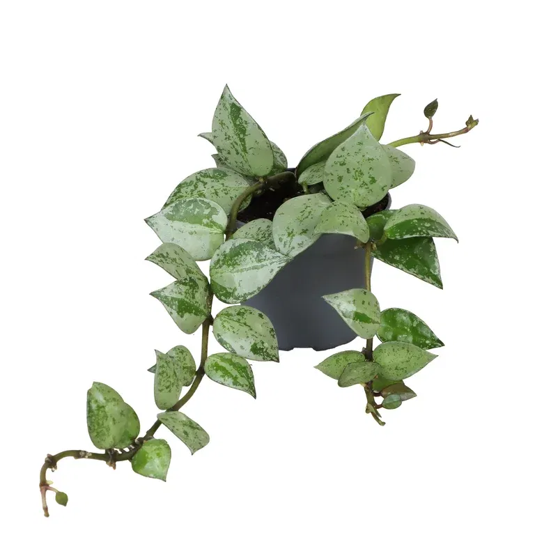 Porslinsblomma mini mix