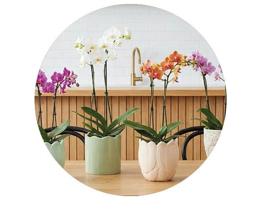 Image of Orkidéer 30%*