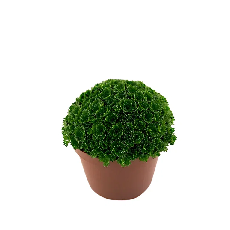 Saxifraga x arendsii 12cm