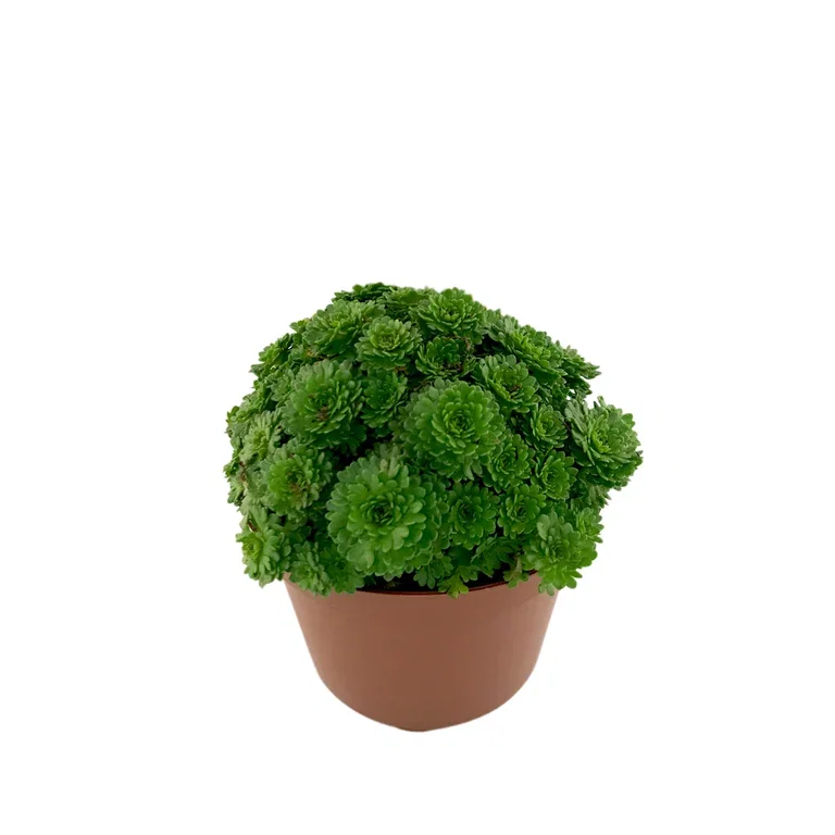 Saxifraga x arendsii 12cm