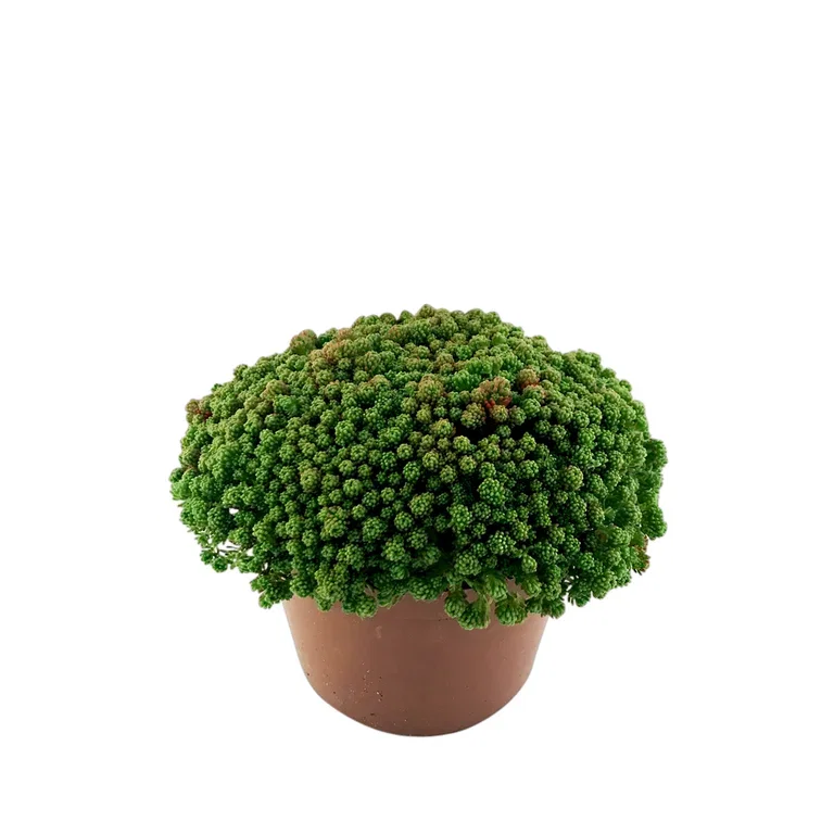 Sedum 12cm