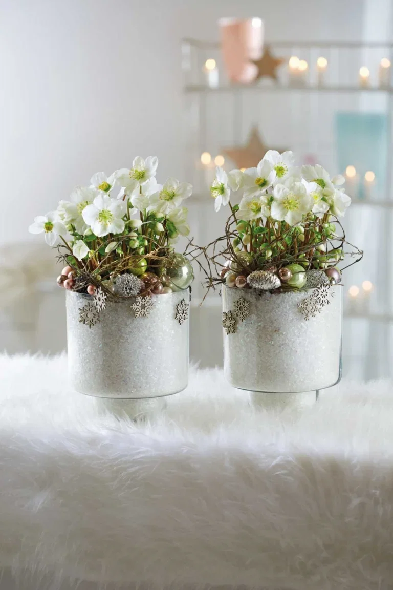 Julros 'Verboom Beauty'