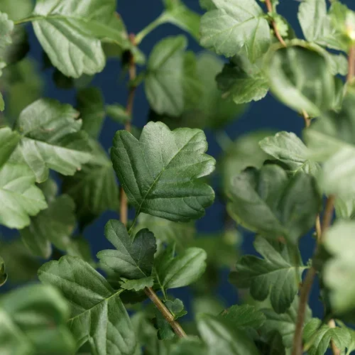 Crataegus grayana 1,5L
