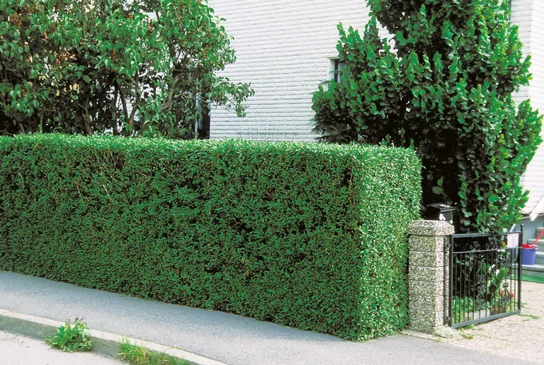 Ligustrum vulgare var. italicum 'Atrovirens' 2L