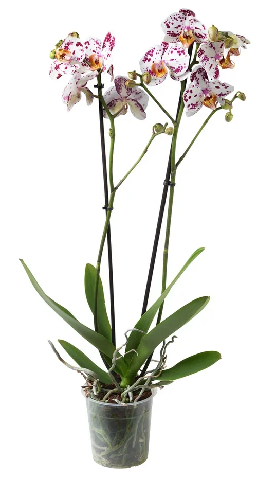 Phalaenopsis