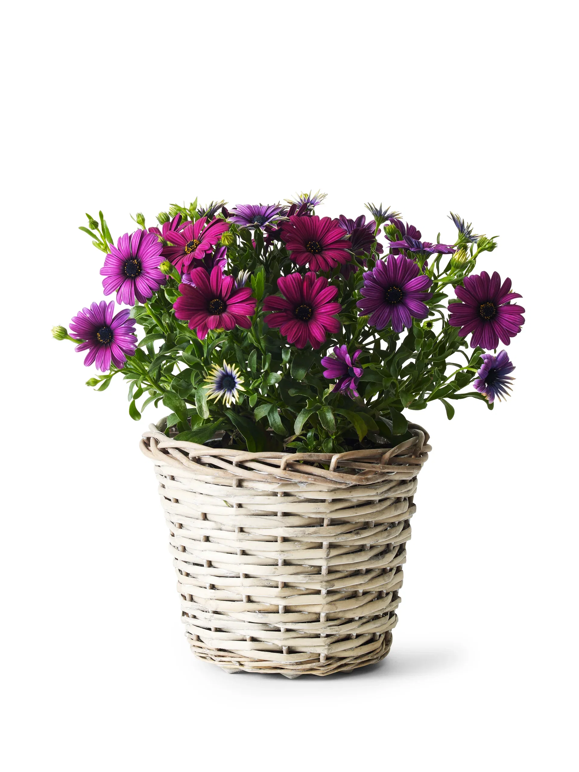 Edith basket D18 grey
