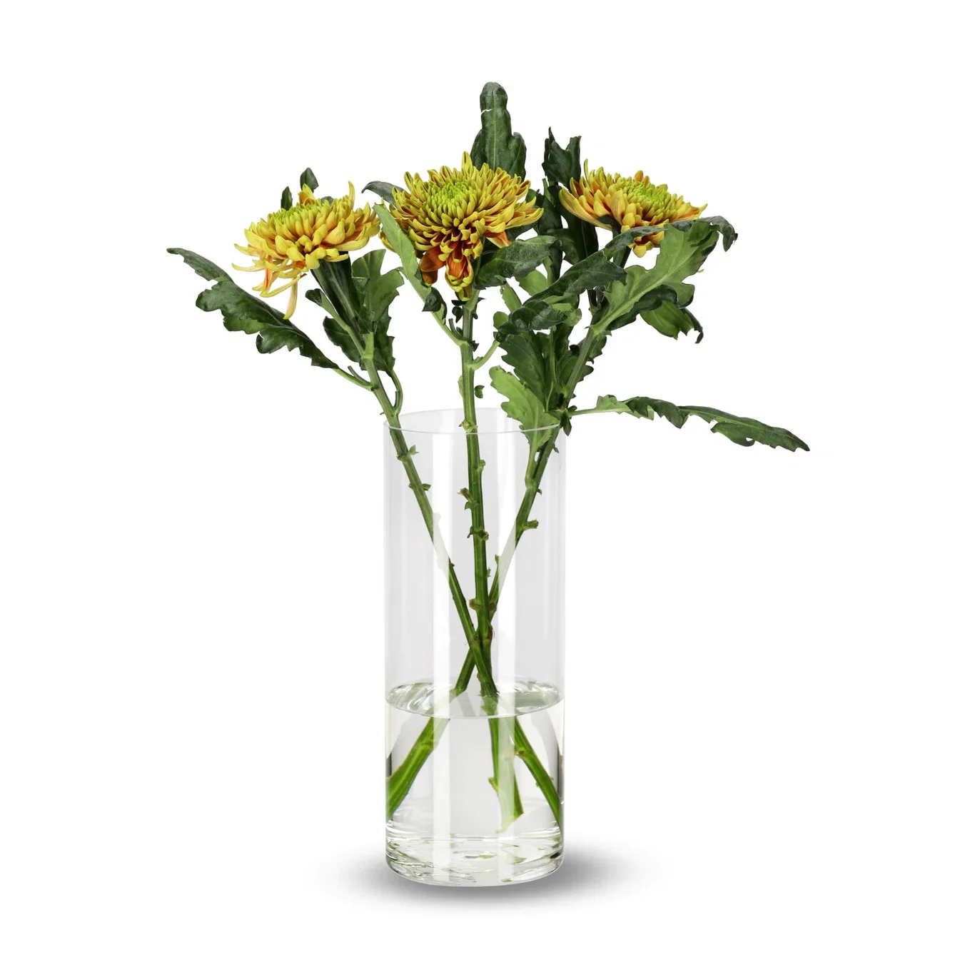 Krysantemum 3-pack