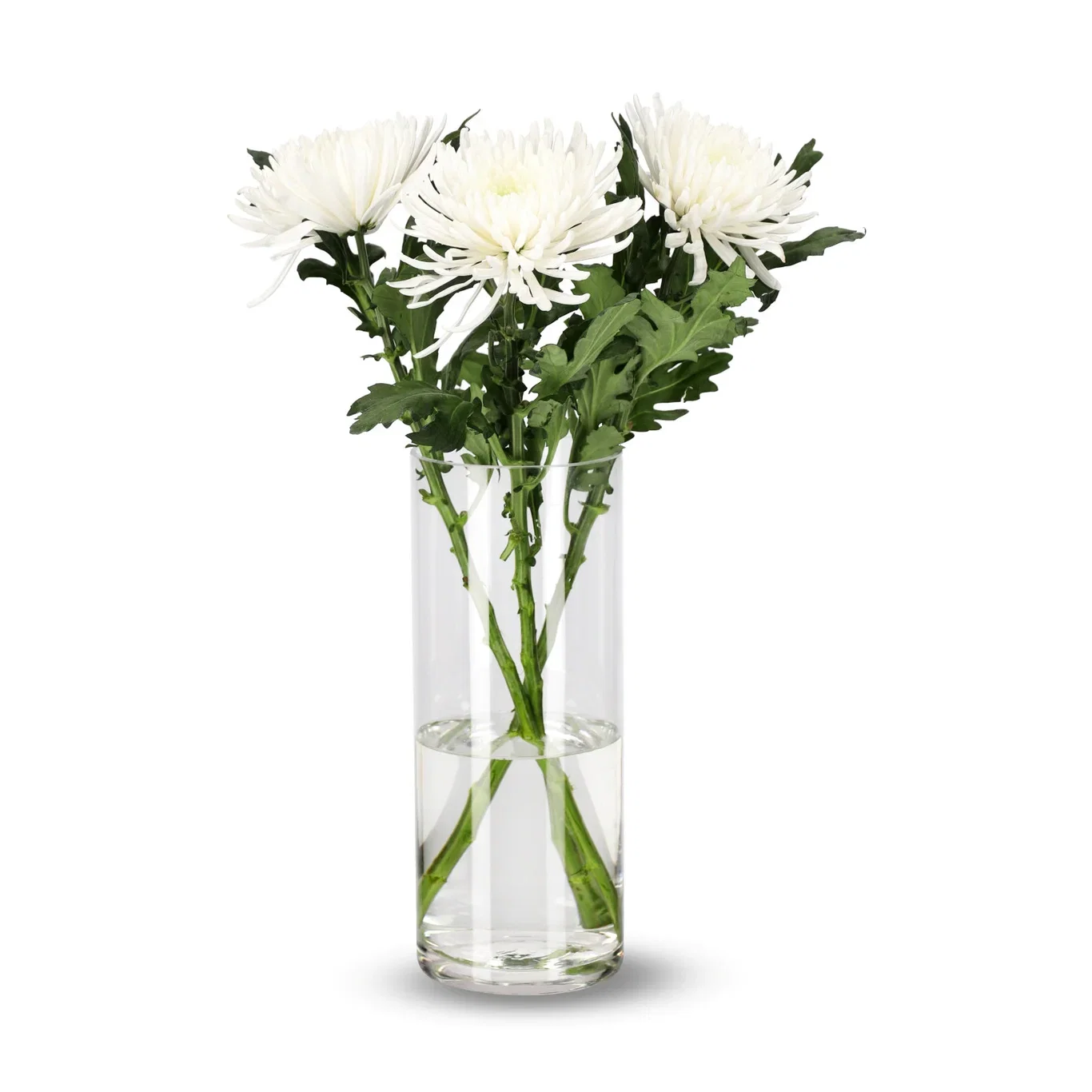 Krysantemum 3-pack