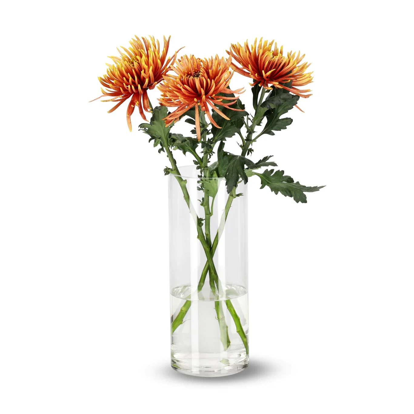 Krysantemum 3-pack