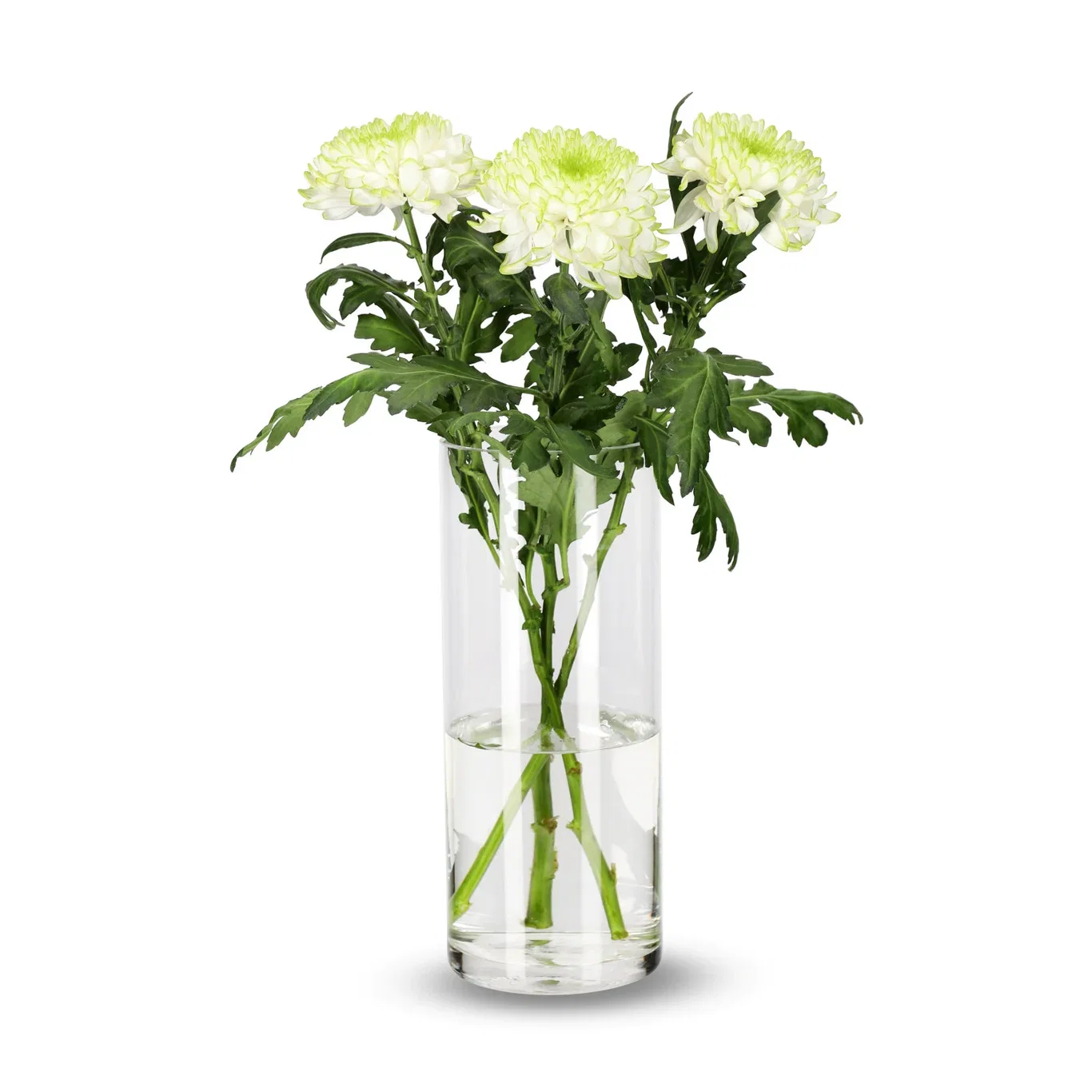 Krysantemum 3-pack