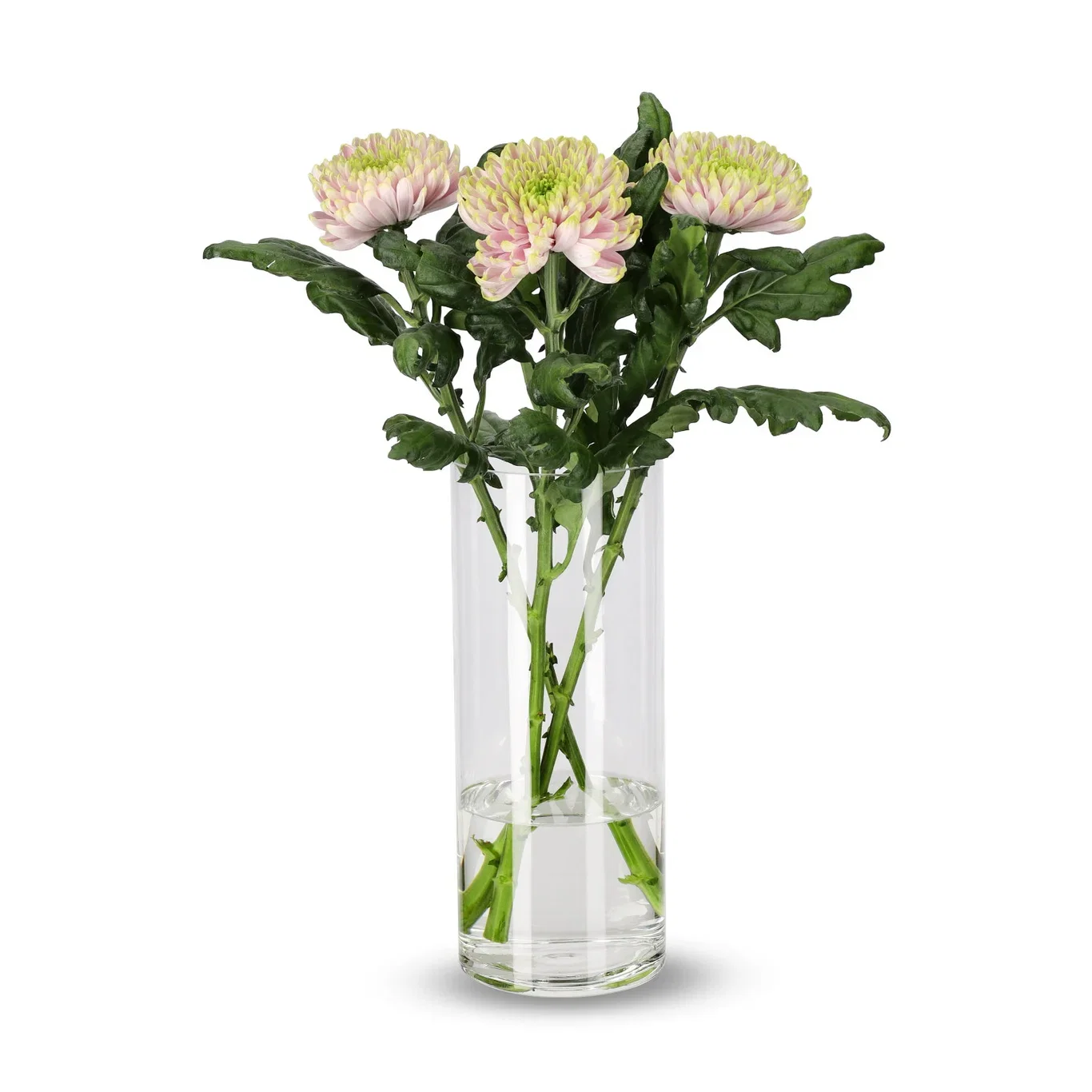 Krysantemum 3-pack