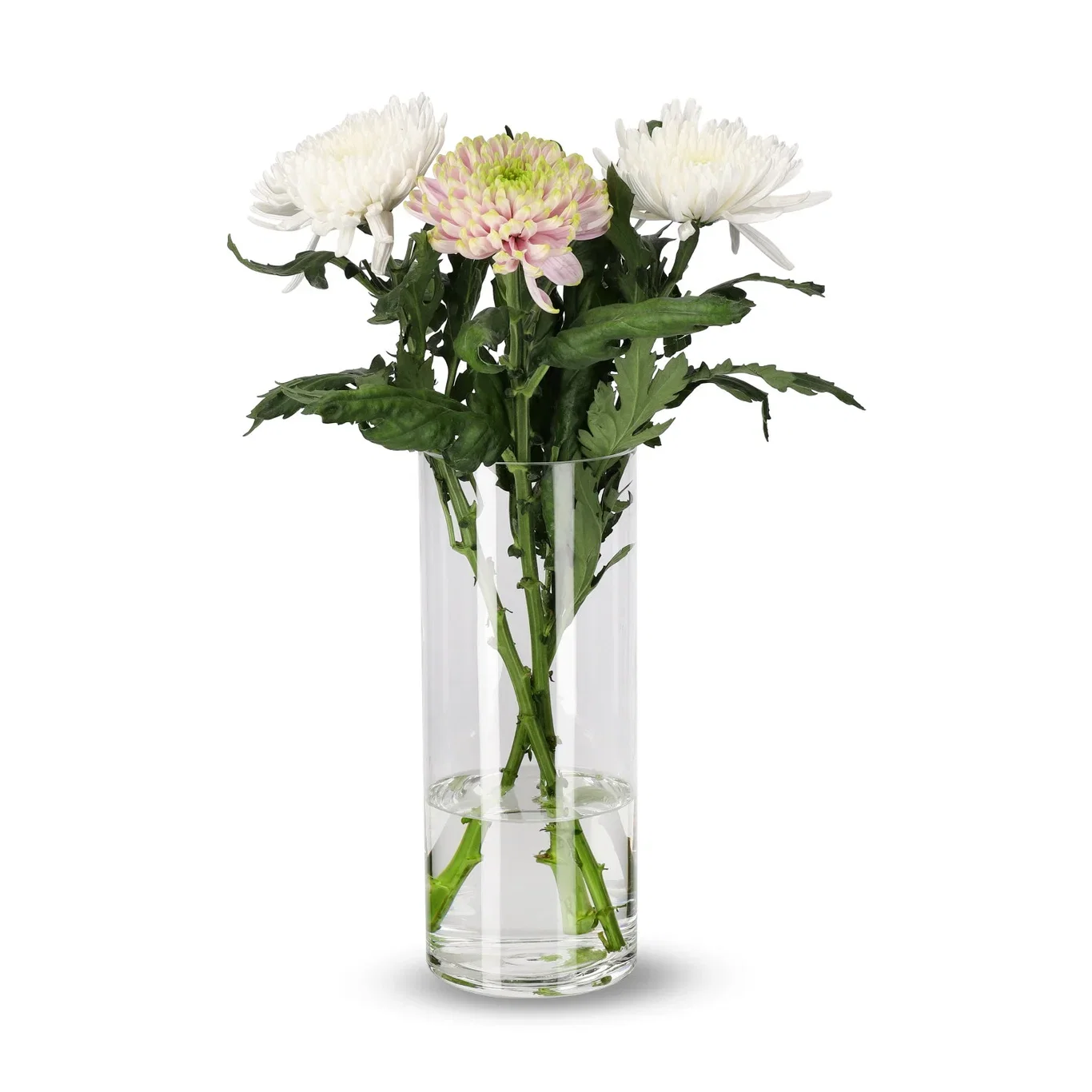 Krysantemum 3-pack