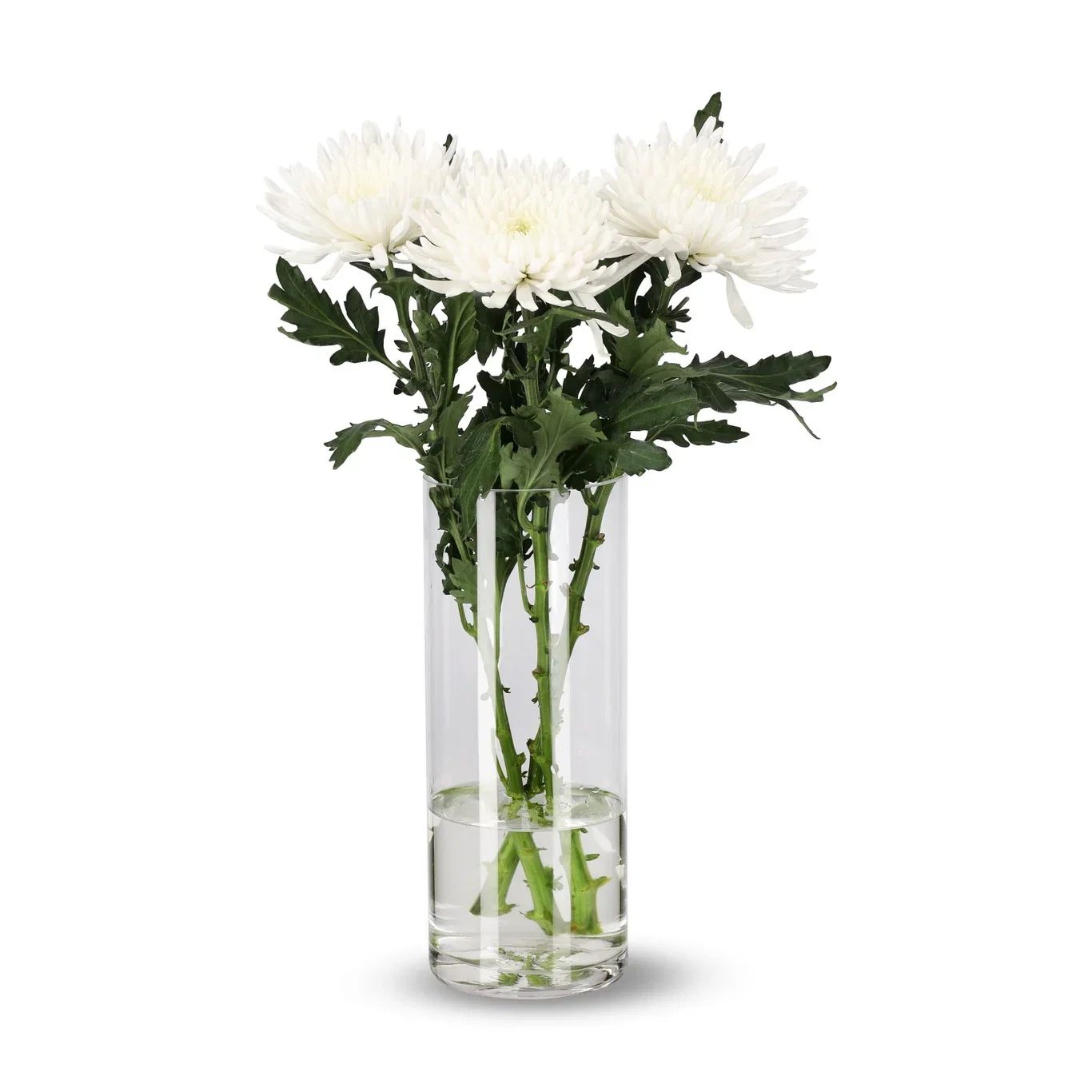 Krysantemum 3-pack