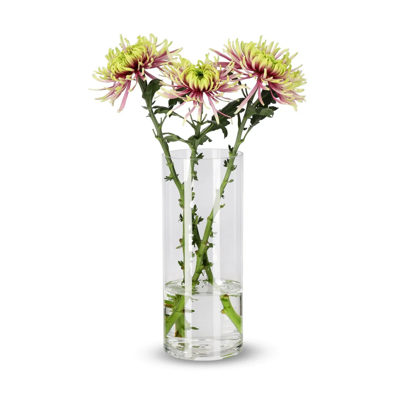Krysantemum 3-pack