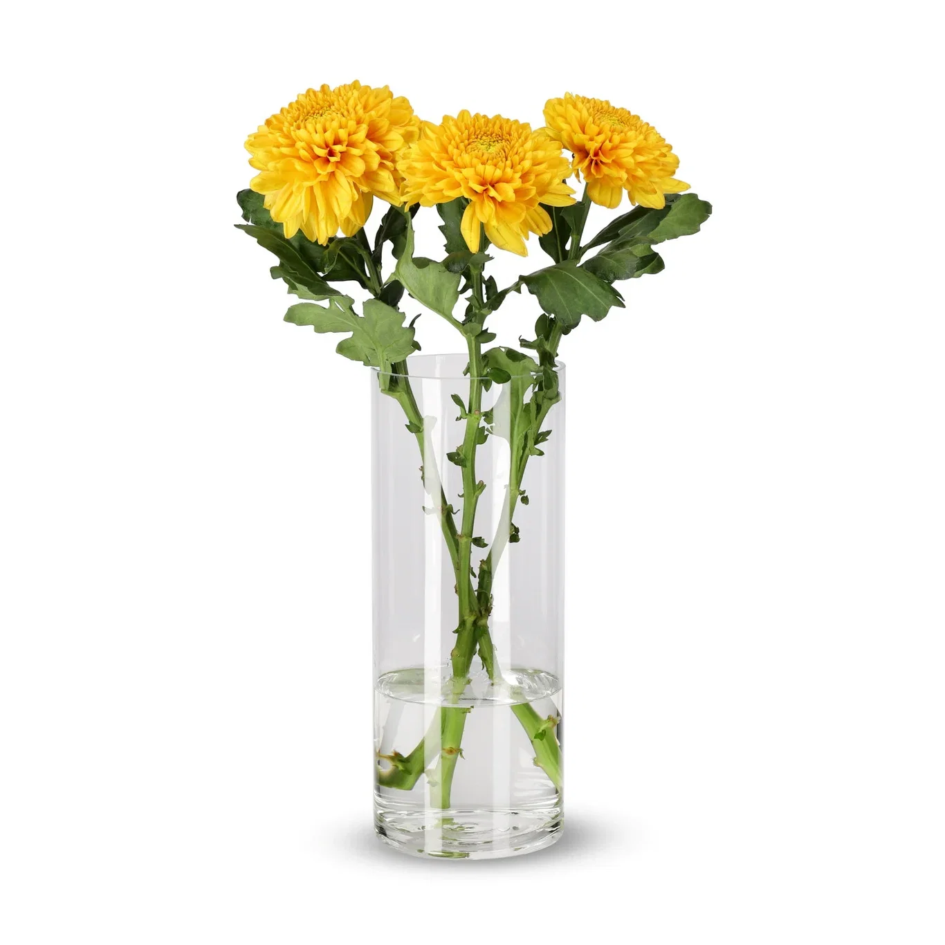 Krysantemum 3-pack