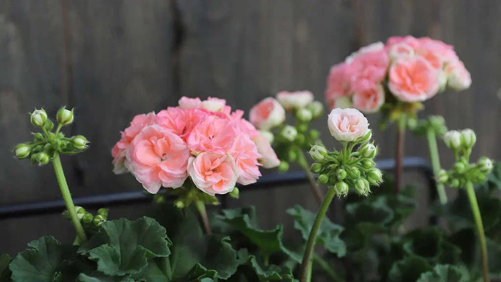 Pelargonium ‘Astrid’