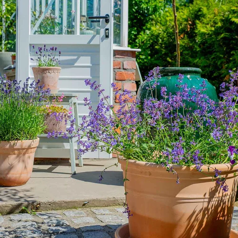 Garden visit: A taste of the Mediterranean at Anniken's