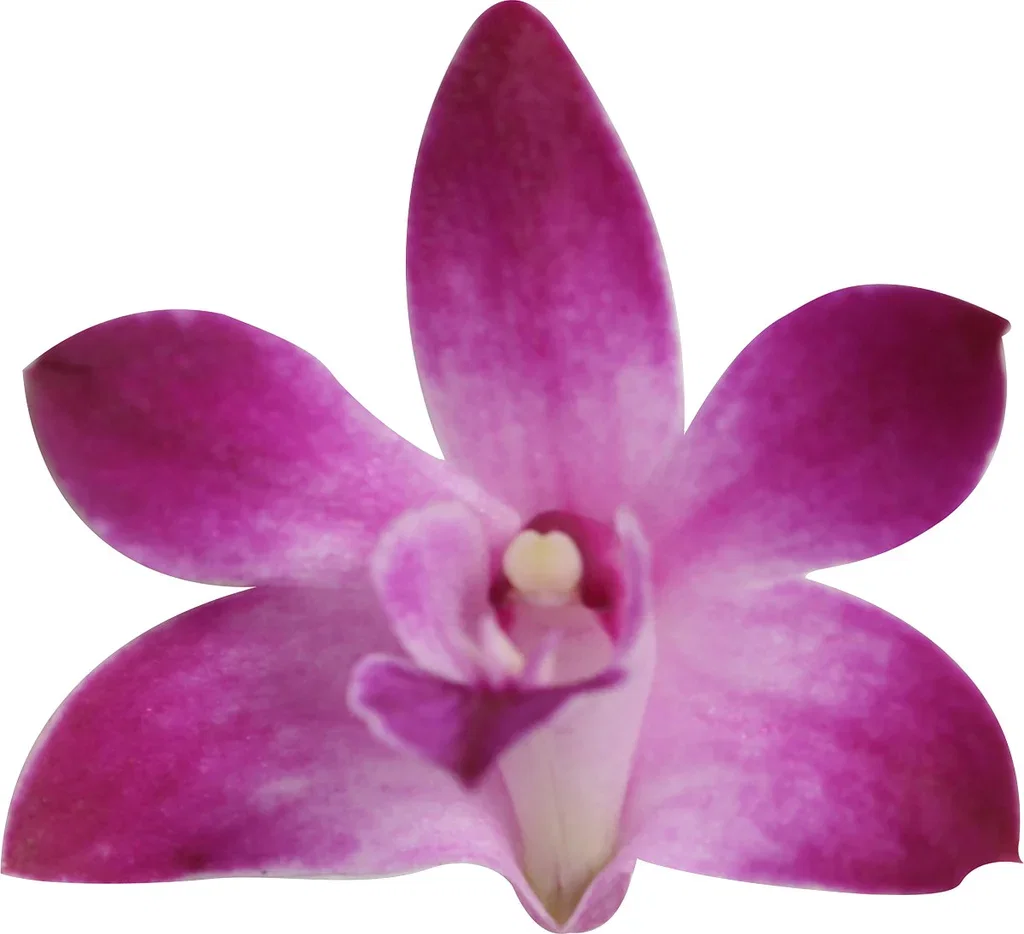 Dendrobium ‘Berry Oda’