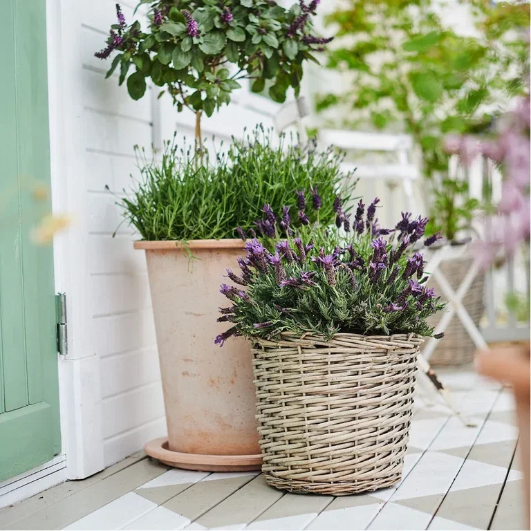 Lavender – Planting and care