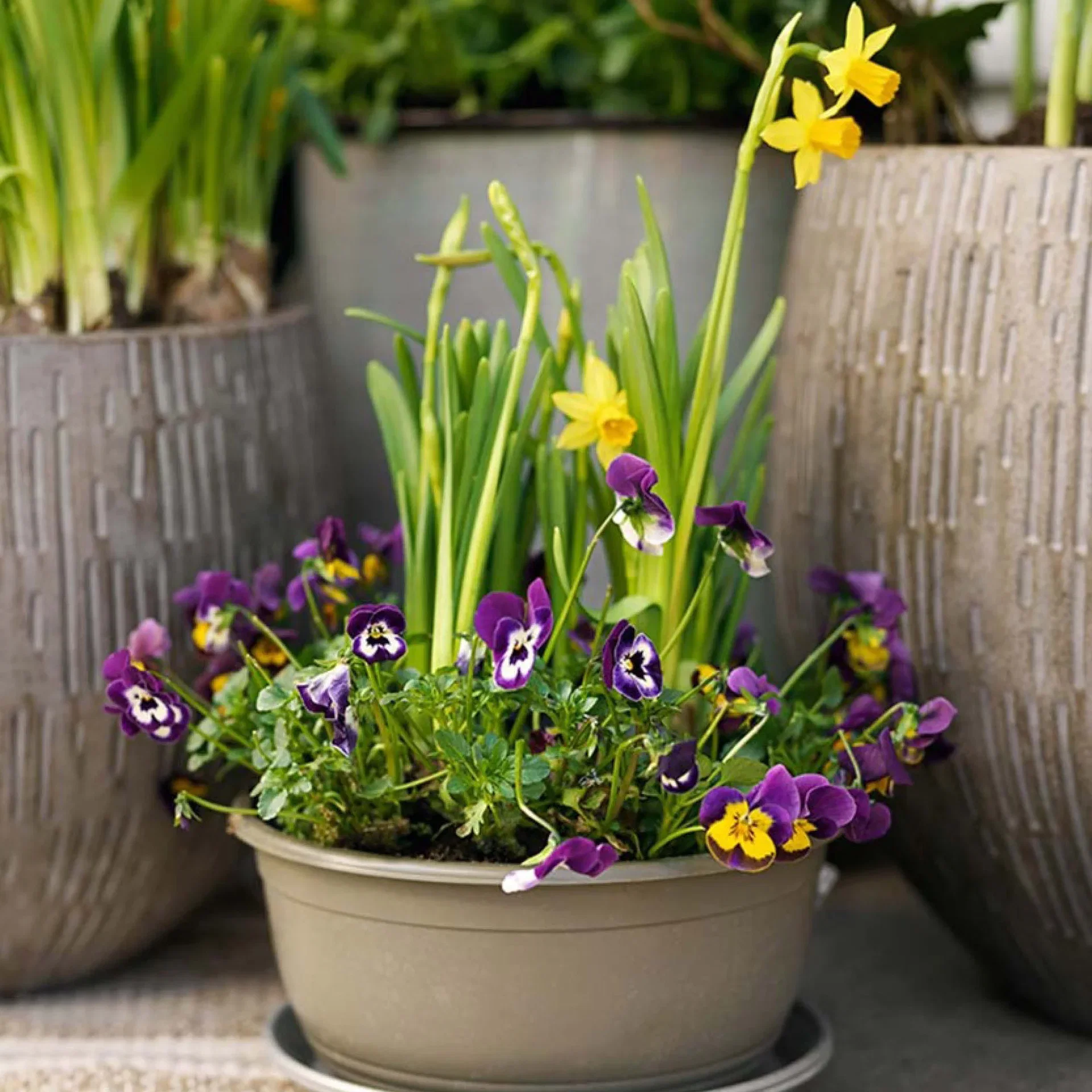 Outdoor plants in pots for Easter and early spring