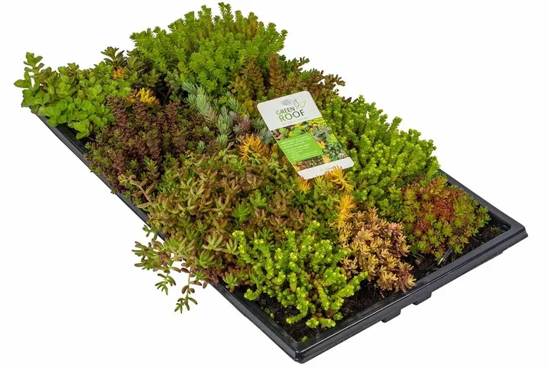 How to lay sedum roofs