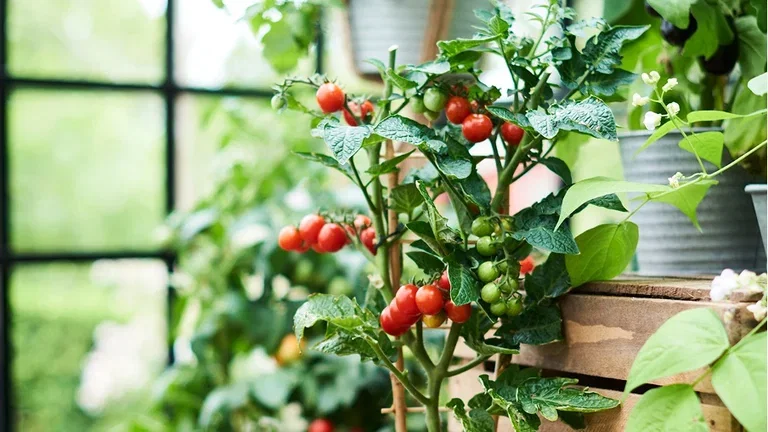 4 vegetables worth growing yourself