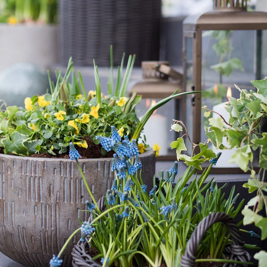 Spring flowers in pots – decorate your entrance for spring