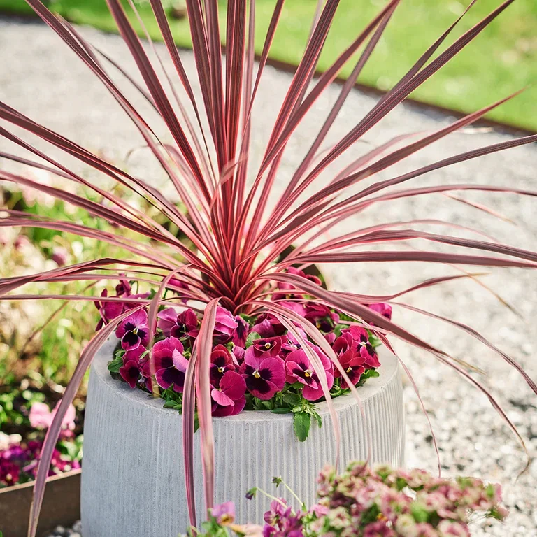 Cordyline (Austral dragon lily) – planting and care