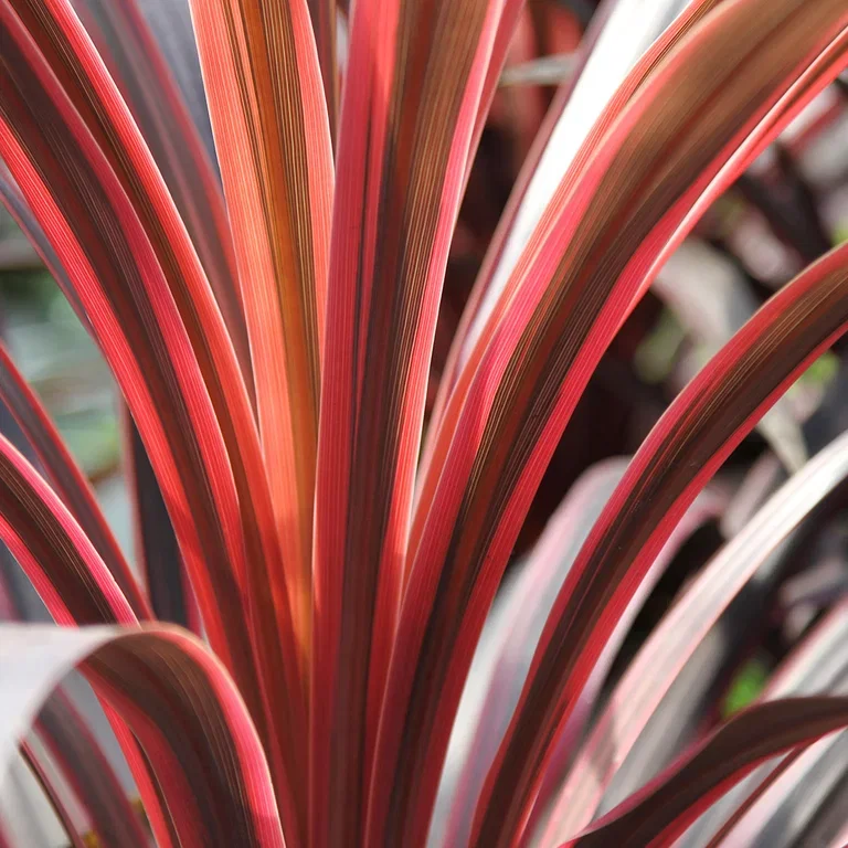 Cordyline (Austral dragon lily) – planting and care