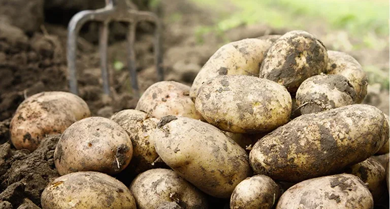 March - this is what you can sow and cultivate