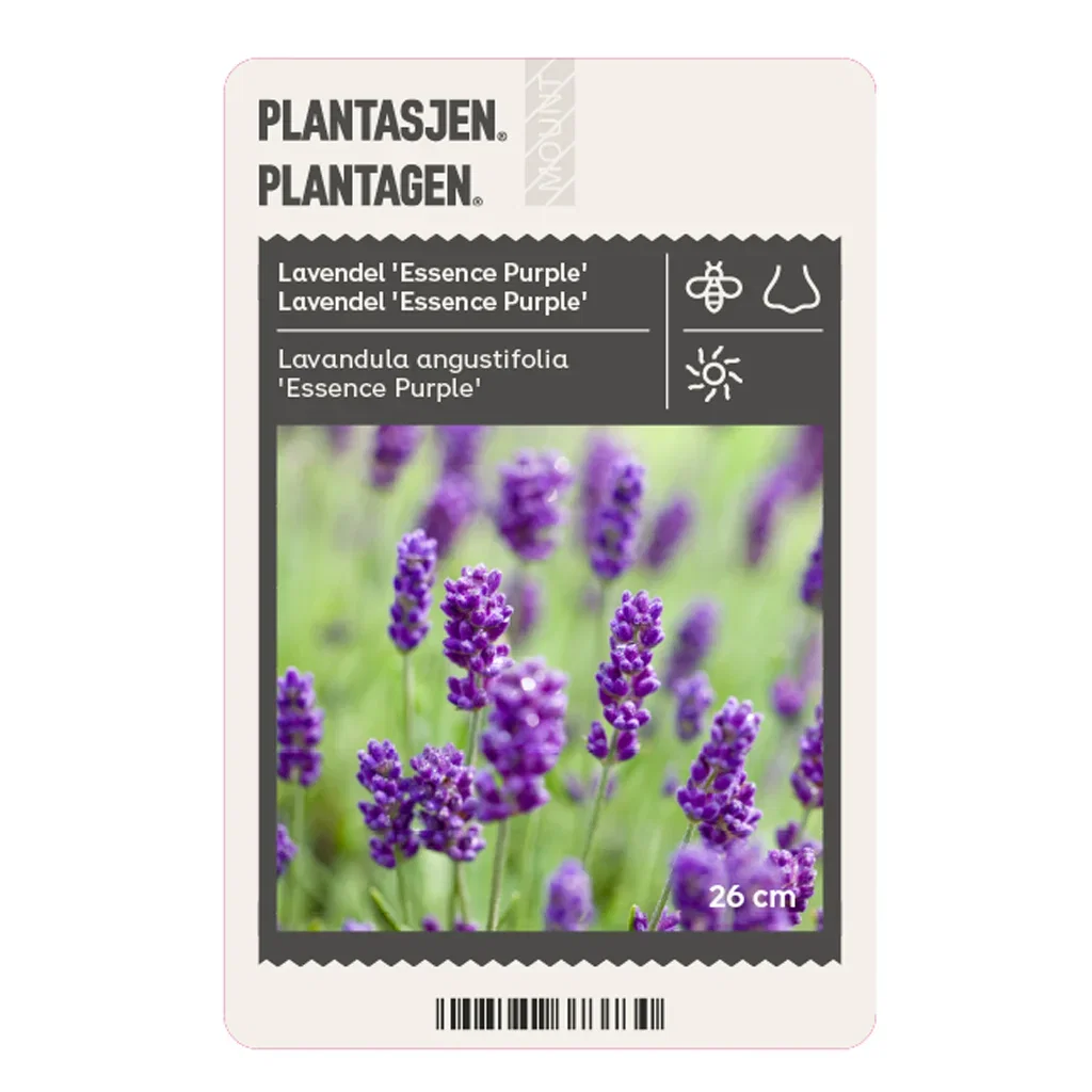 Flowers for bees and butterflies – 7 favorites