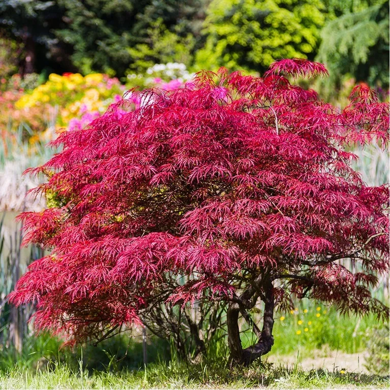 Japanese maple – planting and care