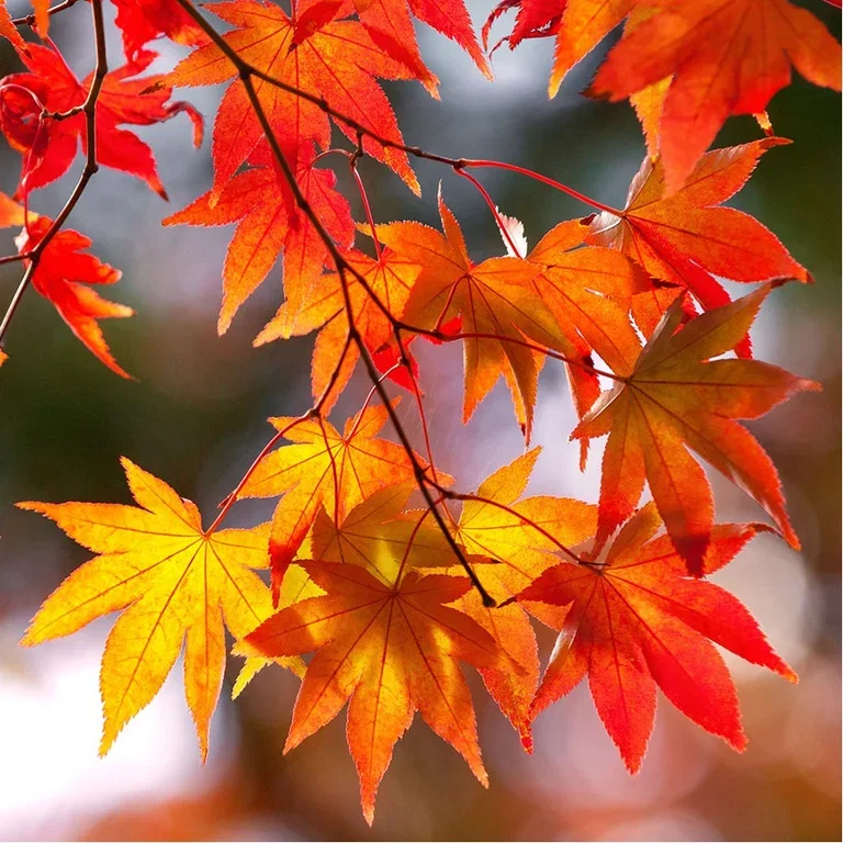 Japanese maple – planting and care