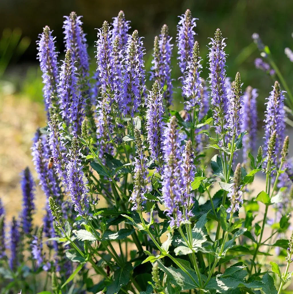 Sage – planting and care