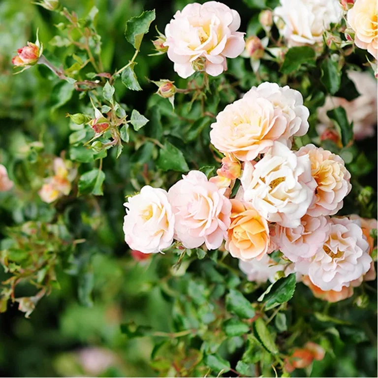 Roses in the garden – planting and care