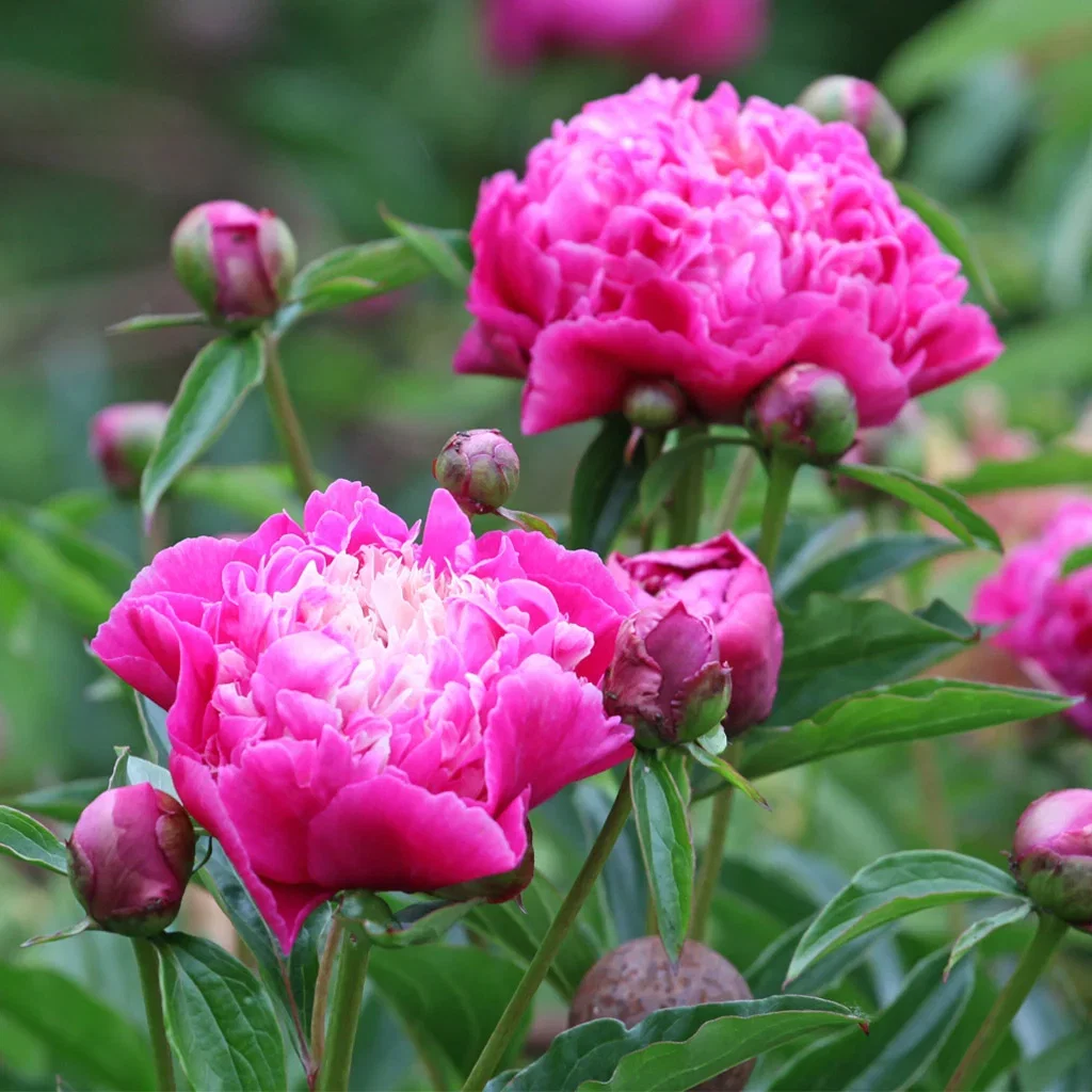 Our most popular perennials