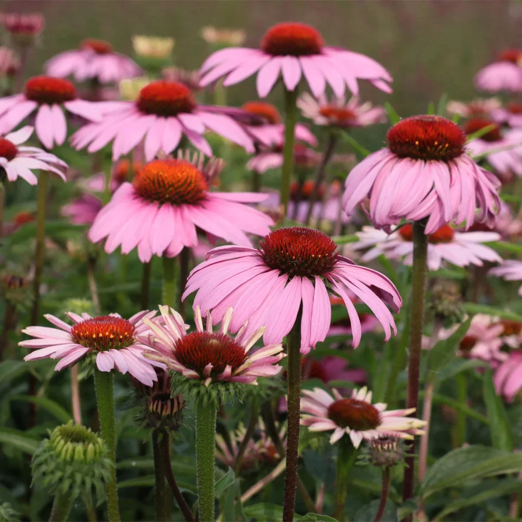 Our most popular perennials