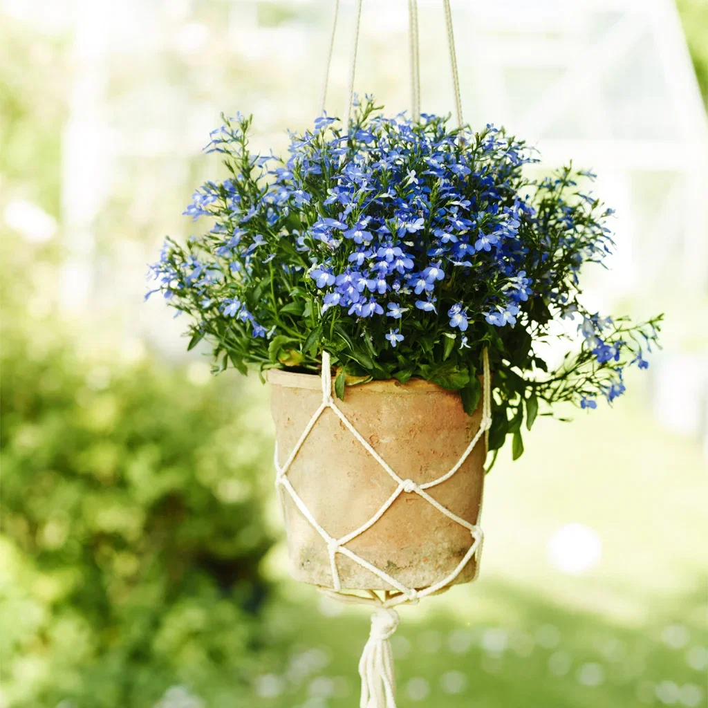 Lobelia – planting and care