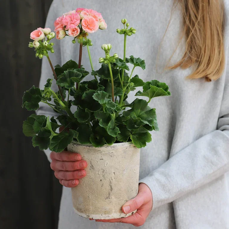 Pelargonium ‘Astrid’