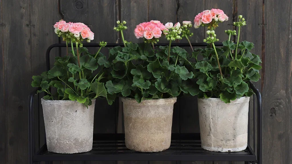 Pelargonium ‘Astrid’