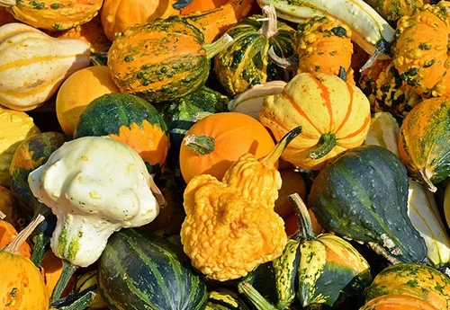 Pumpkins – how to grow your own
