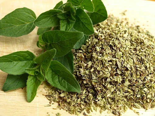 Oregano - grow your own