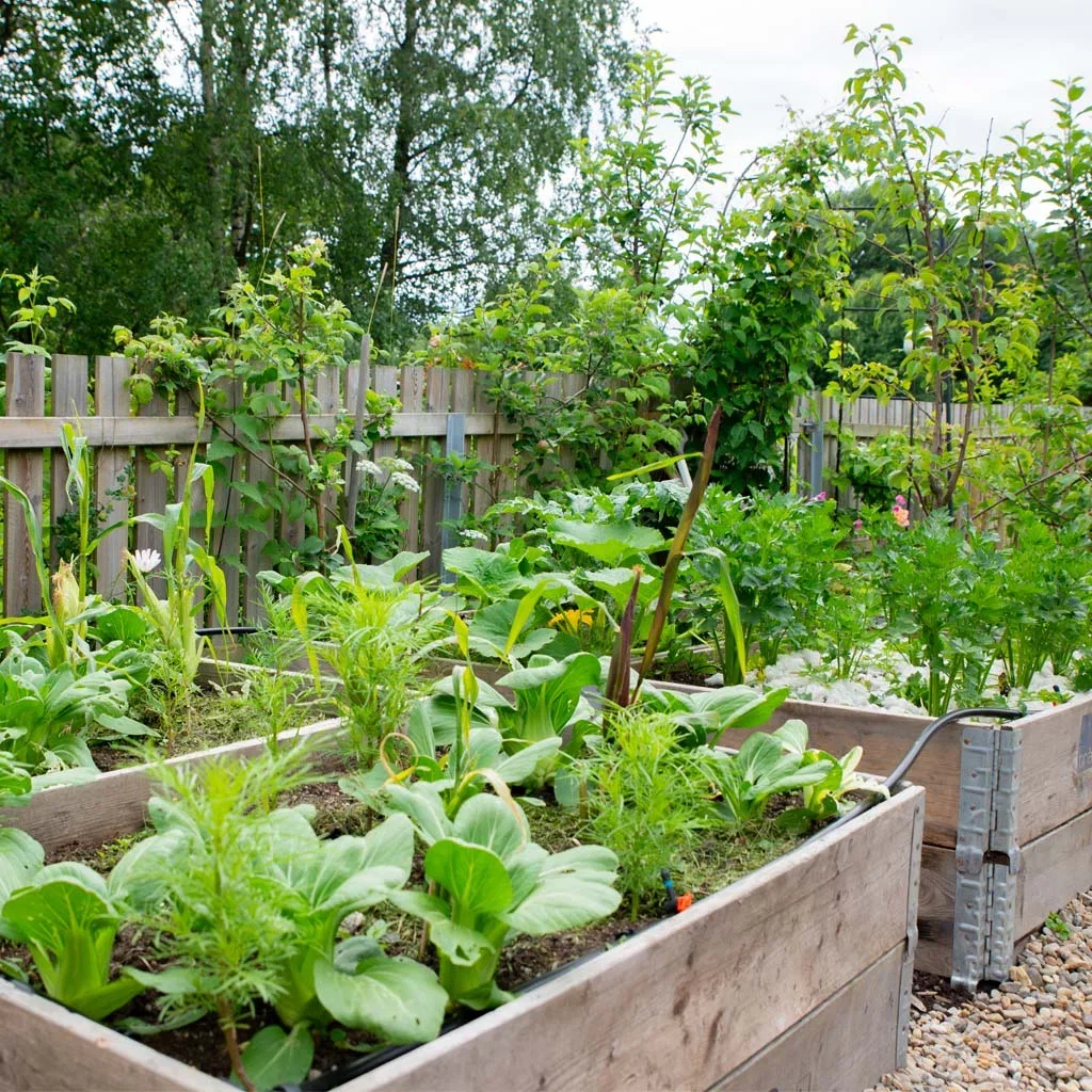 Garden visit: Tanja's down-to-earth and edible garden