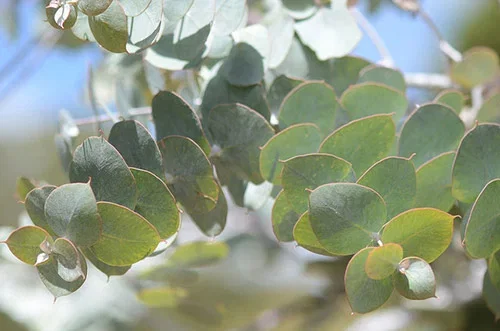 Eucalyptus – facts and care advice
