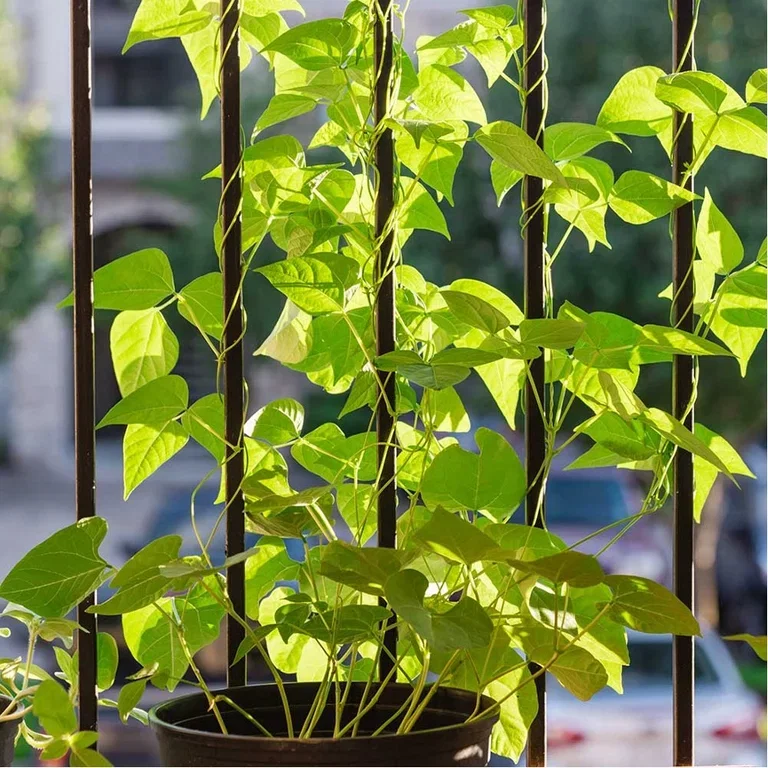 Climbing plants and vines on the balcony.