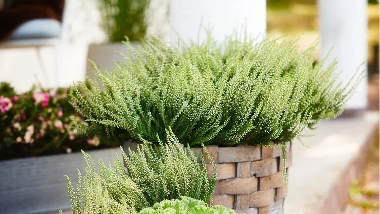 Make it autumnal on the balcony, terrace and at the entrance.
