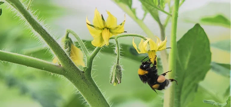 Help the pollinators in your garden and get a bigger harvest
